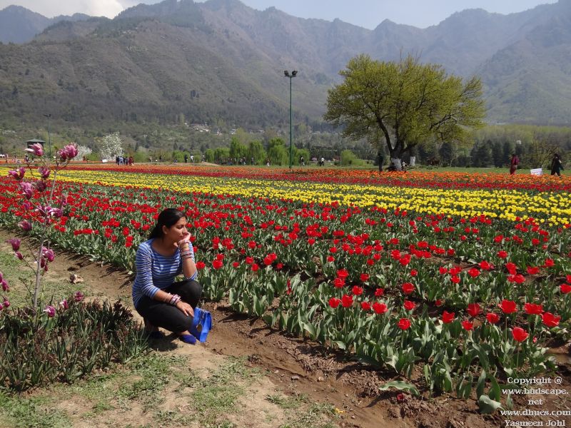 TULIP FESTIVAL KASHMIR