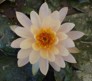 WATER LILY IN TUB