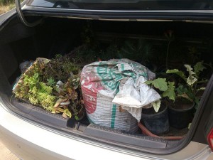 MOVING PLANTS IN CAR