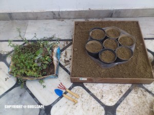 PLANTING SUCCULENTS IN NURSERY POTS ON A RAINY DAY