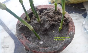 ADDING SAND GROWING CARNATION FROM FLOWER STEM CUTTINGS