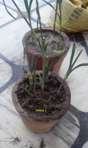 CARNATION CUTTINGS PLANTED IN POTS GROWING CARNATION FROM FLOWER STEM CUTTINGS