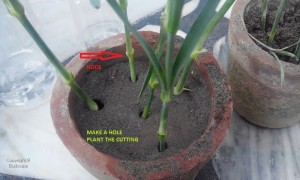 PLANTED STEMS GROWING CARNATION FROM FLOWER STEM CUTTINGS