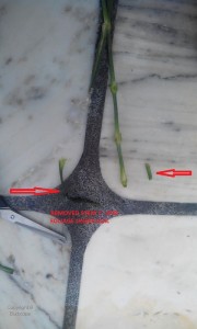 SNIPPING OFF STEMS GROWING CARNATION FROM FLOWER STEM CUTTINGS