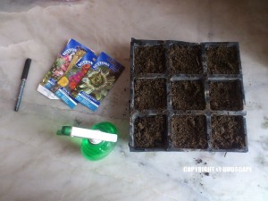 SOWING SEEDS CORKSCREW VINE