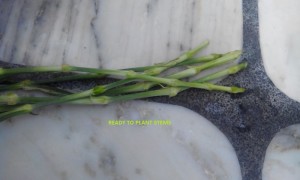 STEMS READY TO PLANT GROWING CARNATION FROM FLOWER STEM CUTTINGS