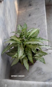 SYNGONIUM VARIEGATED