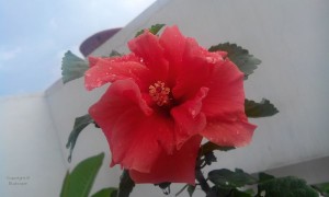 RED HIBISCUS DOUBLE HYBRID