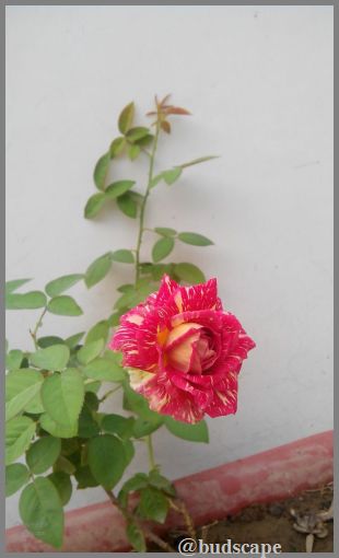 striped-roses-02