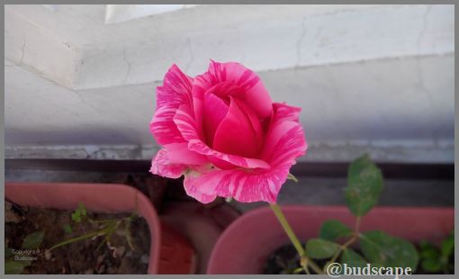 striped-roses-03