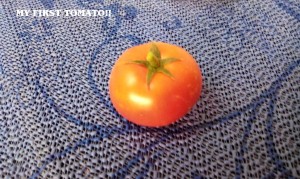 GROW TOMATOES IN HANGING BASKETS