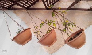 GROW TOMATOES IN HANGING BASKETS