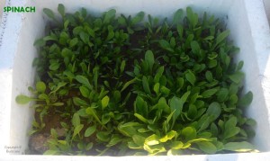 GROWING SPINACH IN CONTAINER