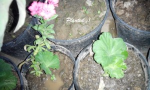 growing geraniums from cuttings 