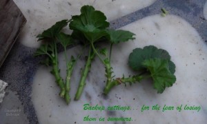 propagating geraniums from cuttings 