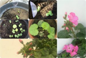 GROWING GERANIUM FROM SEED