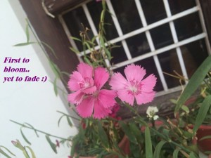  DIANTHUS IN SUMMER