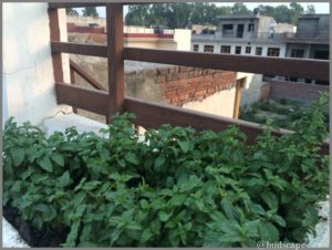 GARDEN BLOG INDIA HOW TO PROPAGATE MINT GROW AND BENEFITS05