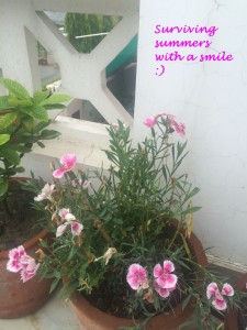 DIANTHUS BLOOMING IN SUMMERS 