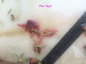 EXTRACTING DYE FROM PORTULACA - NATURAL SOURCE OF PIGMENTS
