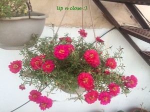 PINK PORTULACAS IN HANGING BASKET 