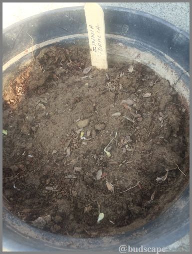 ZINNIA SEEDS GERMINATION