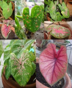 caladium varieties