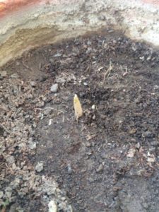 CALADIUM BULB SPROUTING