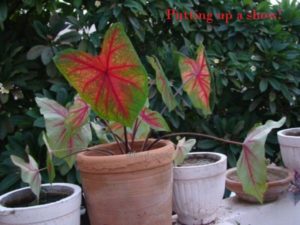 Caladium varieties