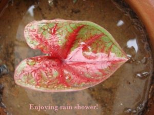 Caladium varieties