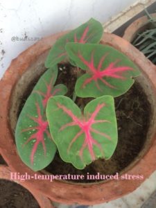 Caladium varieties