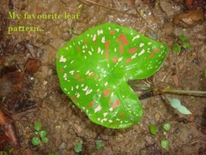 Caladium varieties