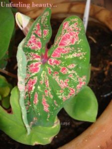 Caladium varieties