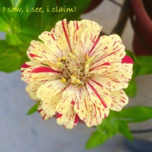  ZINNIA PEPPERMINT FROM SEED