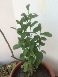 GROWING LEMON PLANT IN POT TERRACE GARDEN