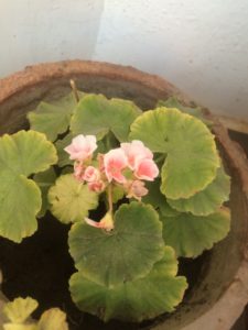 GERANIUM BLOOMING IN SUMMERS