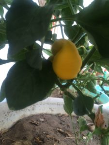 GROWING YELLOW CAPSICUM BELL PEPPER IN POT ON TERRACE