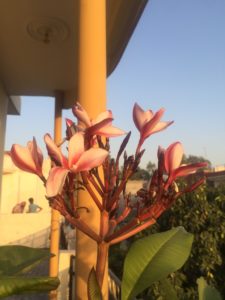 RED PLUMERIA IN POT ON TERRACE