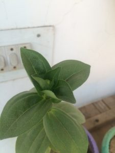 ZINNIA FLOWER BUD