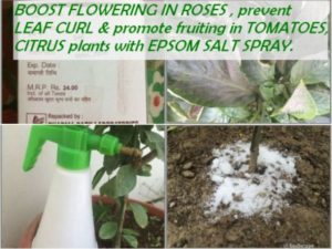 EPSOM SALT FOR PLANTS