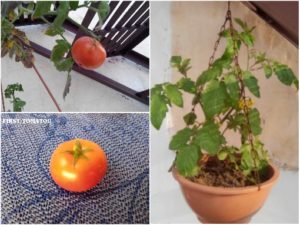 EPSOM SALT FOR TOMATOES