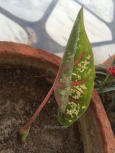 SPOTTED CALADIUM SPROUTING