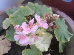 GERANIUMS IN SUMMERS