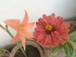 LILIES AND ZINNIA