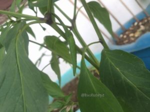 ORGANIC GREEN CHILLIES ON TERRACE GARDEN