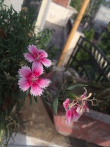 DIANTHUS BLOOMING IN SUMMER