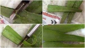  DIY ALOE VERA GEL AT HOME 