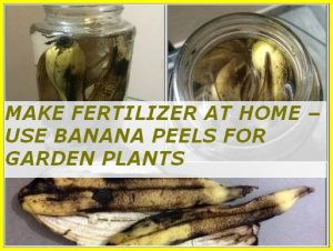 MAKE FERTILIZER AT HOME – USE BANANA PEELS FOR GARDEN PLANTS