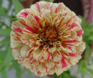 STRIPED ZINNIA PEPPERMINT FROM SEED