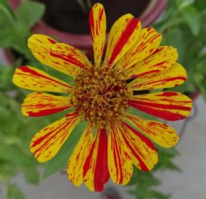 STRIPED ZINNIA PEPPERMINT FROM SEED